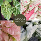 Syngonium Plant Collection (4 Pack) Live Starter Plants, Batik, Holly M, Milk Confetti, Neon Robusta, Rare Indoor Houseplants, Easy Care Arrowhead Vine Plants Live