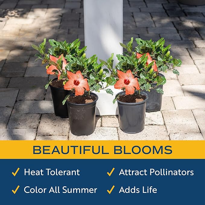 Costa Farms Live Premium Hibiscus Outdoor Plant in 1 QT Grower Pot, 10-Inches Tall, Grower's Choice Flowers
