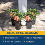 Costa Farms Live Premium Hibiscus Outdoor Plant in 1 QT Grower Pot, 10-Inches Tall, Grower's Choice Flowers