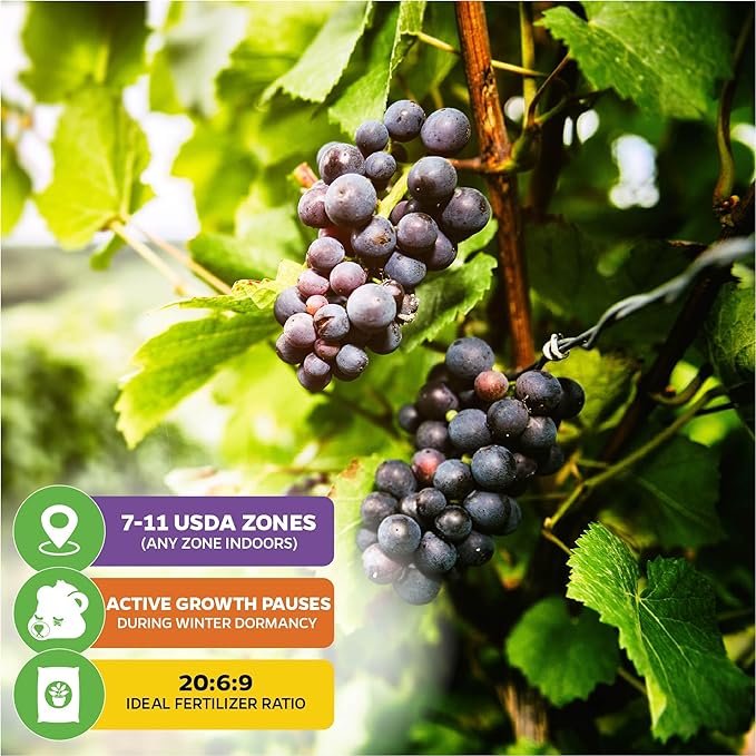 Southern Home Muscadine Grape - Vitis rotundifolia by Wellspring Gardens - Stunning Ornamental Vine, Grapevine for Southern Gardens, Unique Oak-Shaped Leaves, Juicy Black Grapes - Starter Plant