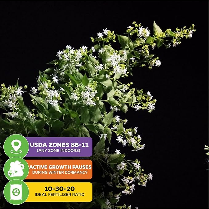 Night Blooming Jasmine Live Plant - Cestrum nocturnum by Wellspring Gardens - Starter Plant (2-Pack)