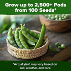 HOME GROWN Organic Cascadia Snap Pea Seeds 100+ Heirloom Non-GMO Seeds for Planting, High Germination, Sweet Edible Pods, Stringless Sugar Snap, Cool Season Garden, Containers (Pisum sativum)