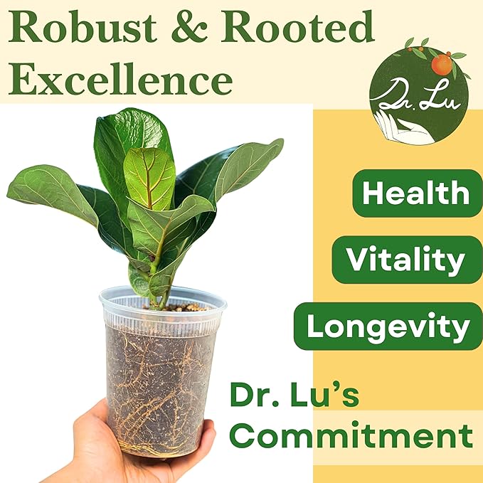 Dr. Lu’s Organic Fiddle Leaf Fig Tree | Easy Plant, Air Purifying Indoor Plants | Popular Modern Room Decor | Live House Plants, Ficus Lyrata, 8-10 Inches Tall in Nursery Pot