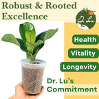 Dr. Lu’s Organic Fiddle Leaf Fig Tree | Easy Plant, Air Purifying Indoor Plants | Popular Modern Room Decor | Live House Plants, Ficus Lyrata, 8-10 Inches Tall in Nursery Pot