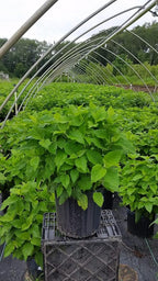 Hydrangea arb. 'Annabelle' (Smooth Hydrangea) Shrub, white mophead flowers, #3 - Size Container