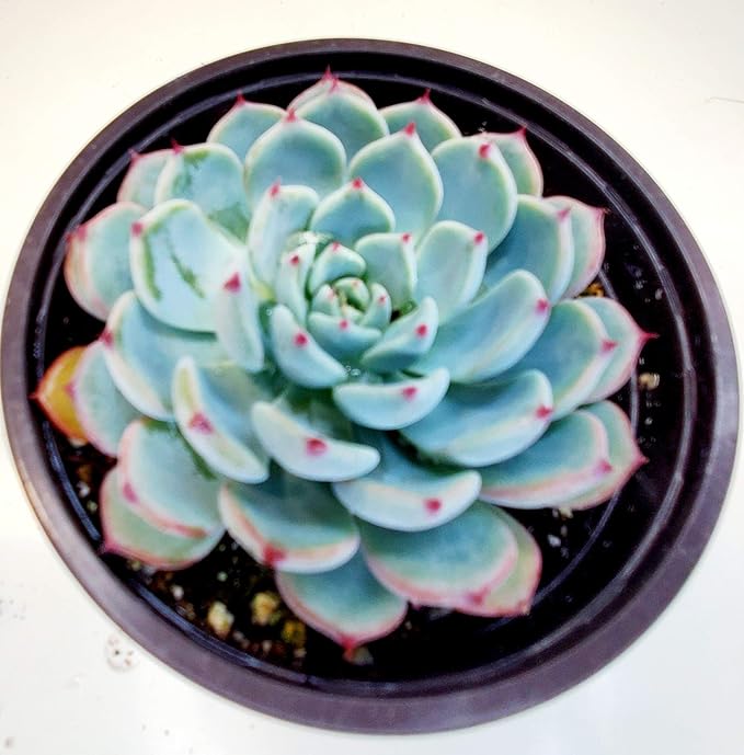 4" Echeveria Minima, 1 Live Succulent Potted with Soil Mix, Real House Plant for Party Favors Home Indoor Outdoor Garden Wedding Decoration DIY Projects Gift, Fully Rooted in Planter by Fatplants