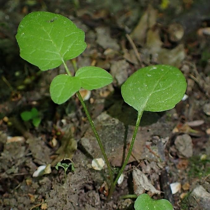 Seed Needs Valerian Seeds for Planting Stink Root Plants - Non-GMO Heirloom & Untreated Perennial Medicinal Herb Seed to Plant a Home Grown Outdoor Garden (2 Packs)