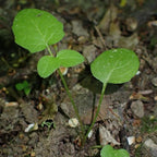 Seed Needs Valerian Seeds for Planting Stink Root Plants - Non-GMO Heirloom & Untreated Perennial Medicinal Herb Seed to Plant a Home Grown Outdoor Garden (2 Packs)