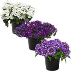 Live Flowering Verbena - Grower's Choice Assorted Colors (3 Plants Per Pack) - Healthy Flowering Plant - Beautiful Spring Color - 10" Tall by 5" Wide in 1Qt Pot