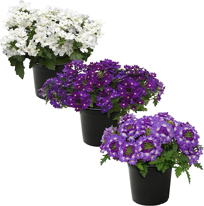 Live Flowering Verbena - Grower's Choice Assorted Colors (3 Plants Per Pack) - Healthy Flowering Plant - Beautiful Spring Color - 10" Tall by 5" Wide in 1Qt Pot