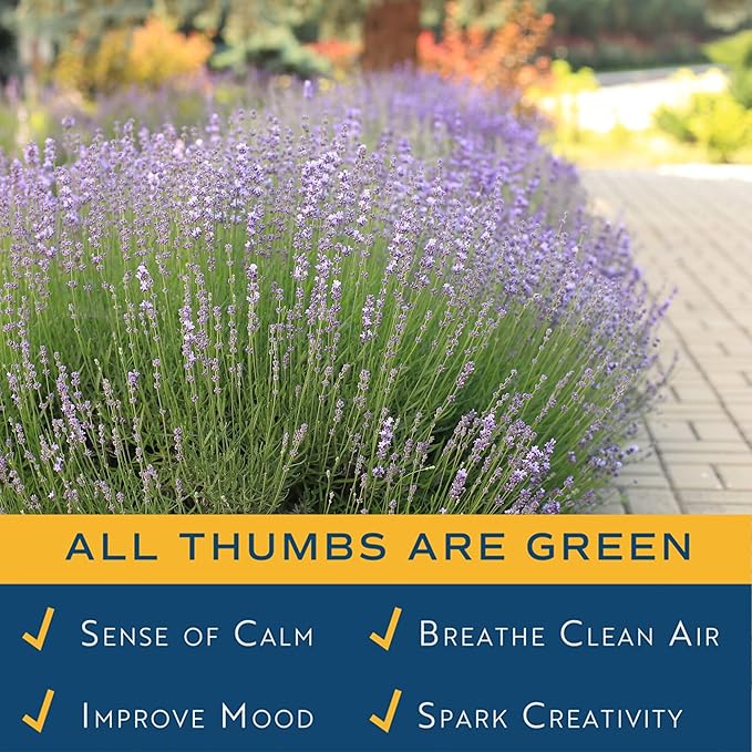 Costa Farms Lavender Live Outdoor Plants (2-Pack), Fragrant Perennial Flowers in 2-Quart Grow Pots, Aromatic Purple Blooms for Patio, Landscaping, Garden Beds, and Home Decor, Attracts Pollinators