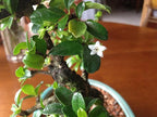 Fukien Tea, Flowers Constantly, 10 Years Old, S Trunk Style. Free Watering Tray.