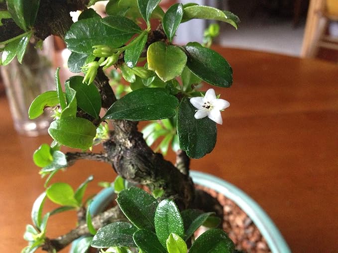 Fukien Tea, Flowers Constantly, 10 Years Old, S Trunk Style. Free Watering Tray.