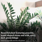 American Plant Exchange ZZ Plant 'Zanzibar Gem' – 6-Inch Pot – Live Easy Care Drought-Tolerant Houseplant, Low-Light Indoor Plant for Home, Office, & Modern Décor