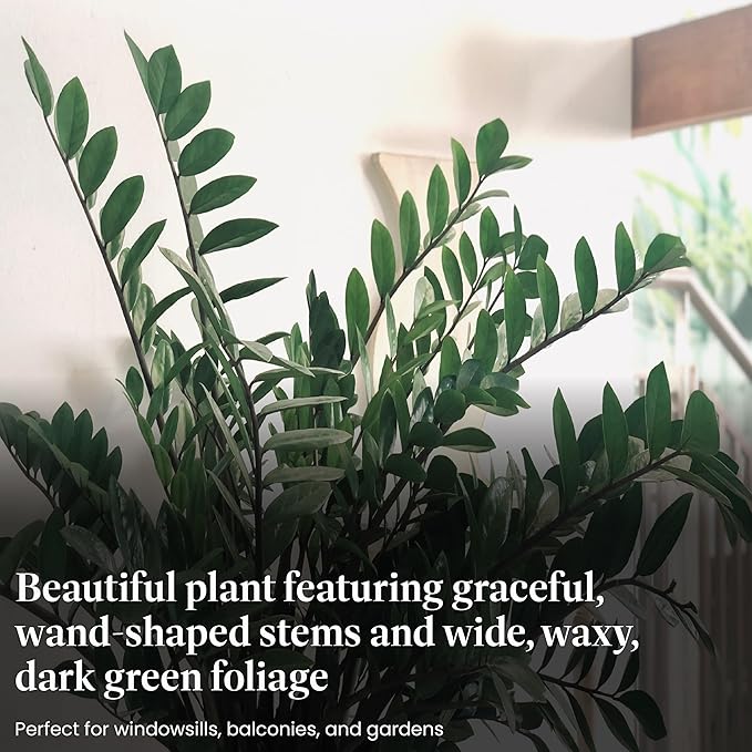 American Plant Exchange ZZ Plant 'Zanzibar Gem' – 6-Inch Pot – Live Easy Care Drought-Tolerant Houseplant, Low-Light Indoor Plant for Home, Office, & Modern Décor