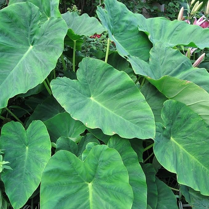 Chalily Green Taro, a Great Live Pond Plant for Your Water Garden. Great for koi and Goldfish Pond. Good for Bogs, Plant Shelf or Shallow Water This marginal Aquatic is a Real Beauty