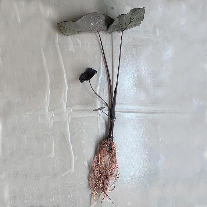 Black Coral Taro, a Great Live Pond Plant for Your Water Garden. Filters koi and Goldfish Ponds. Good for Bogs, Plant Shelf or Shallow Water This marginal Aquatic is a Real Beauty