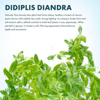 SubstrateSource Live Plants – Water Hedge (Didiplis Diandra) – High Light, Green with Red Tips, Midground to Background Accent – Lead Bunch, 1 Pack