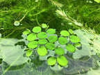 Water Spangle, Salvinia Minima, Live Aquarium/Aquatic/Freshwater/Floating/Pond Plant/Planted Tank/Aquascaping/Paludarium by Aquarium Plant Center (6 Plants, 30+ Leaves)