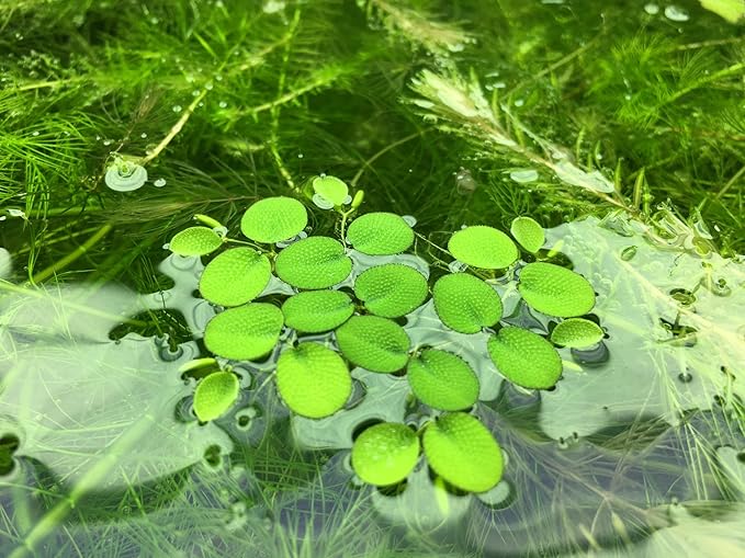 Water Spangle, Salvinia Minima, Live Aquarium/Aquatic/Freshwater/Floating/Pond Plant/Planted Tank/Aquascaping/Paludarium by Aquarium Plant Center (12 Plants, 60+ Leaves)