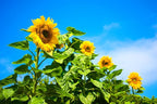 Mammoth Sunflower Seeds for Planting - Grow Giant Sun Flowers in Your Garden - 50 Non GMO Heirloom Seeds - Full Planting Instructions for Easy Grow - Great Gardening Gifts (2 Packets)