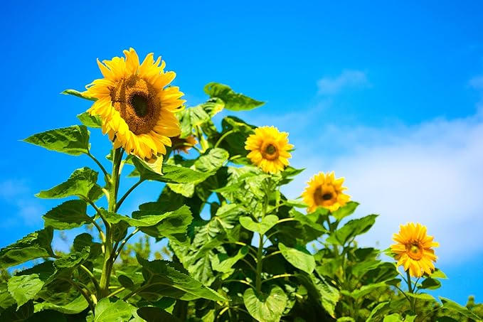 Mammoth Sunflower Seeds for Planting - Grow Giant Sun Flowers in Your Garden - Non GMO Heirloom Seeds - Full Planting Instructions for Easy Grow - Great Gardening Gifts (1 Packet)