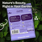SVI 2500 Catnip Seeds (Nepeta cataria) – Catmint, Best Catnip for Cats Seed Packets, Heirloom Cat Nip Herb Seeds – Outdoor & Indoor Herb Garden, Containers, Herbs Beds