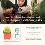 Shop Succulents | Can't Touch This Collection | Assortment of Hand Selected, Fully Rooted Live Indoor Cacti Plants, 12-Pack