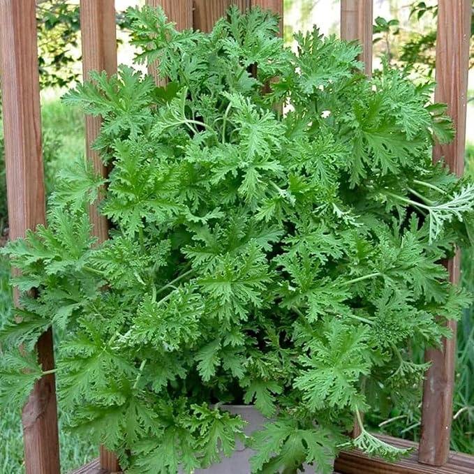 1500 Citronella Plant Seeds Citronella Plant Seeds Home Heirloom Garden Perennial Plant Seeds for Planting