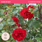 Heirloom Climbing Roses, Live Own Root Plant for Outdoor Garden, Dublin Bay®, Lightly Fragrant, Hardiness Zones 5-10, Continual Blooming