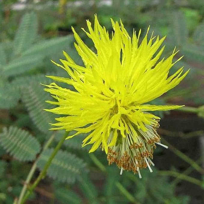 Chalily Sensitive Plant, a Great Live Pond Plant for Your Water Garden. Filters koi and Goldfish Ponds. Good for Bogs, Plant Shelf or Shallow Water This marginal Aquatic is a Real Beauty
