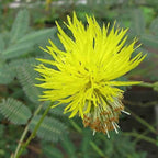 Chalily Sensitive Plant, a Great Live Pond Plant for Your Water Garden. Filters koi and Goldfish Ponds. Good for Bogs, Plant Shelf or Shallow Water This marginal Aquatic is a Real Beauty