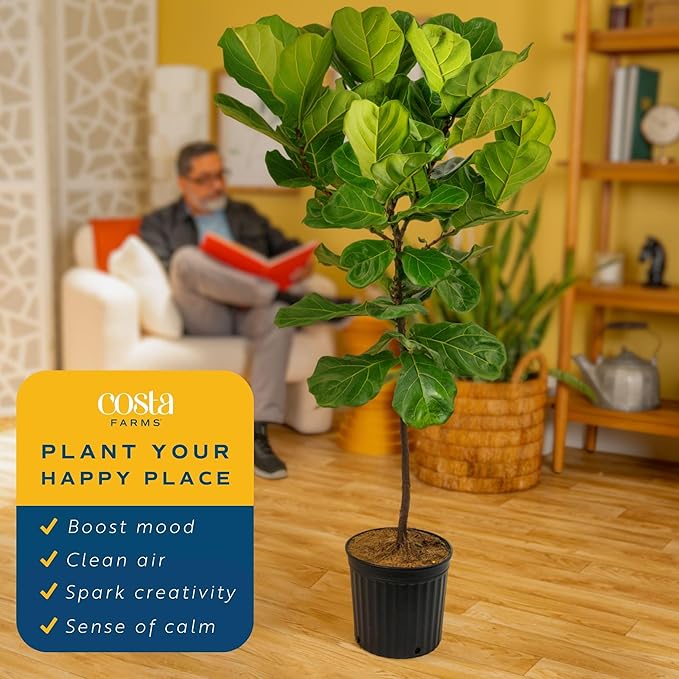 Costa Farms Fiddle Leaf Fig Tree Live Plant in Plastic Pot, Large Indoor Houseplant, Perfect for Home, Room, or Office Decor, Great House Warming or Birthday Gift, 5-6 Feet Tall