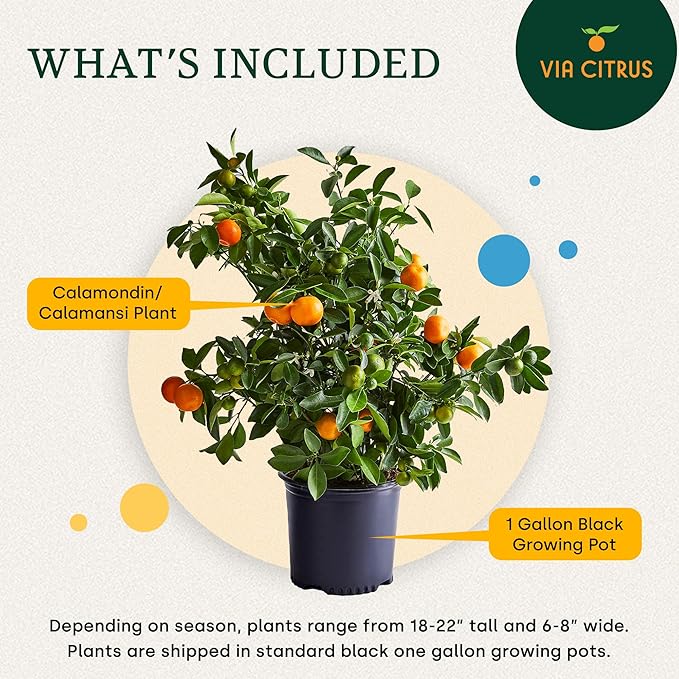 Calamondin Tree Live Plants 13" - 22" Tall – Indoor Outdoor Fruit Tree Plant Growing, Live Citrus Plant Mothers Day Gift for Mom Home Garden Patio and Decor Use, Cannot Ship CA AZ TX LA by Via Citrus