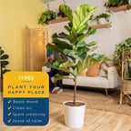 Costa Farms Fiddle Leaf Fig Tree Live Plant in Decorative Plant Pot, Large Indoor Houseplant, Perfect for Home, Room, or Office Decor, Great House Warming or Birthday Gift, 3-4 Feet Tall
