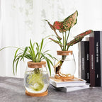 Biggun Plants Propagation Station - 2Pcs Desktop Plant Terrarium Glass Hydroponic Vases, Water Plant Jars, Gardening Gifts for Women Mom Plant Lovers (Water Drop Shape, Separated Tray Style)