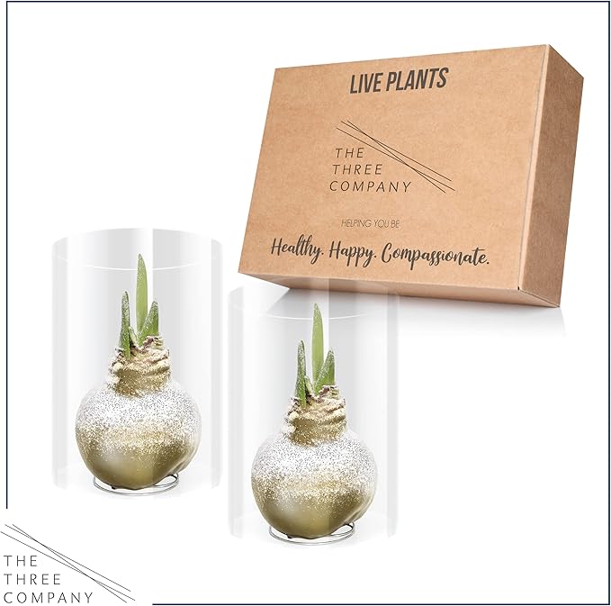 Snow Flecked Waxed Amaryllis Bulb 2-Pack – Gold Wax with Red Blooms – Live Holiday Gift Plant, Easy Care, No Watering Needed