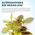 SubstrateSource Live Aquarium Stem Plants - Freshwater Aquatic Plant for Fish Tanks, Aquascaping - (Alternanthera Red Broad Leaf, 1 Bunch)