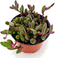 Fat Plants San Diego Succulent Plant(s) Fully Rooted in 4 inch Planter Pots with Soil - Real Live Potted Succulents/Unique Indoor Cactus Decor (1, Othonna Capensis)
