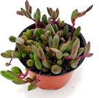 Fat Plants San Diego Succulent Plant(s) Fully Rooted in 4 inch Planter Pots with Soil - Real Live Potted Succulents/Unique Indoor Cactus Decor (1, Othonna Capensis)
