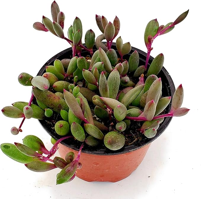 Fat Plants San Diego Succulent Plant(s) Fully Rooted in 4 inch Planter Pots with Soil - Real Live Potted Succulents/Unique Indoor Cactus Decor (1, Othonna Capensis)