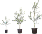 Arbequina Olive 3-4'
