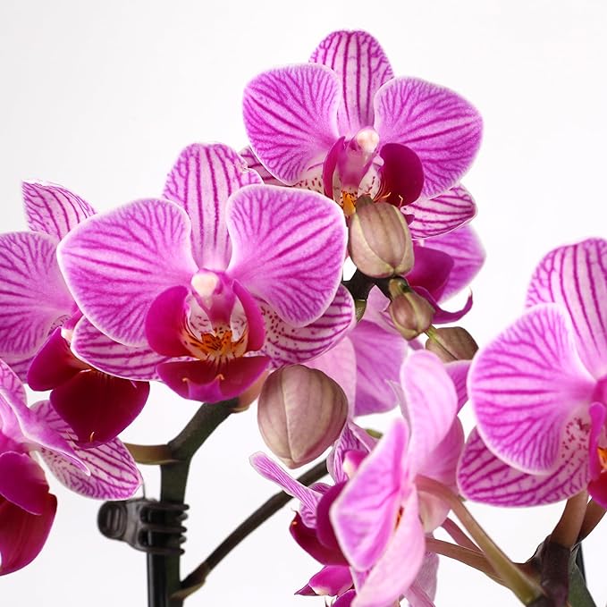 Green Circle Growers 4" Mini Pink Orchid Plant with Lavender Accent in Pink Ceramic Planter – Live Indoor Flower, Easy Care Orchid, Gift Ready