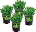 Bonnie Plants Lemon Balm Live Herb Plants - 4 Pack, Perennial In Zones 5 to 9, For Lemon Flavor In A Variety Of Dishes & Teas