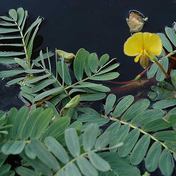 Chalily Giant Sensitive Plant, a Great Live Pond Plant for Your Water Garden. Filters The koi and Goldfish Pond. Good for Bogs, Plant Shelf or Shallow Water This marginal Aquatic is a Real Beauty