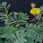 Chalily Giant Sensitive Plant, a Great Live Pond Plant for Your Water Garden. Filters The koi and Goldfish Pond. Good for Bogs, Plant Shelf or Shallow Water This marginal Aquatic is a Real Beauty