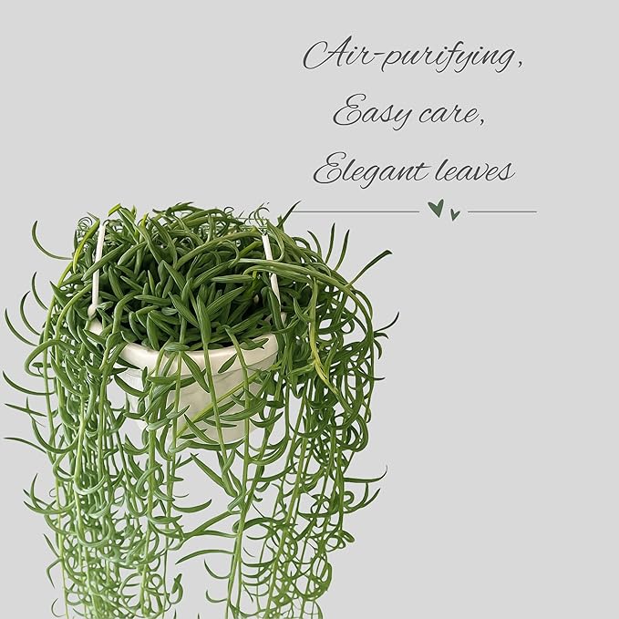 String of Fish Hooks Plant – Live 6” Hanging Basket Curio Radicans Succulent with Trailing Fishhook Leaves | Easy-Care Indoor/Outdoor Houseplant for Home, Garden or Patio Decor (Heat Pack Included)