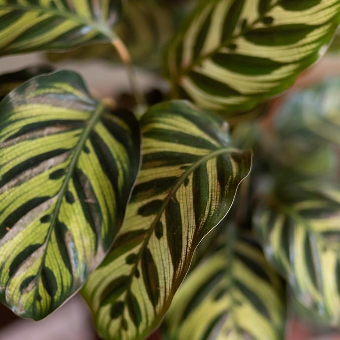 Plants for Pets Calathea Makoyana, Pet Friendly Prayer Decor in 6" White Pot, Live Houseplant Gift, Cat Safe, Decorative Desk House Plants by Plants for Pets