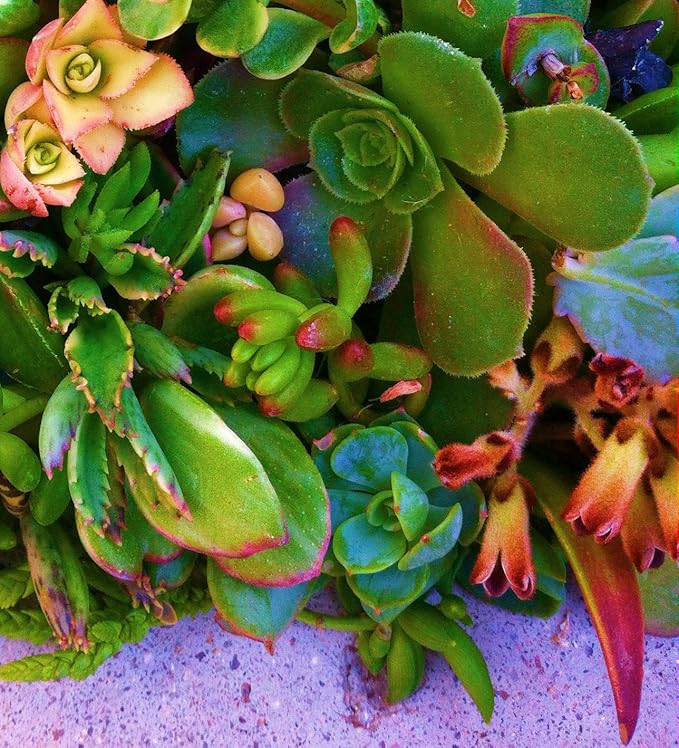 15 Assorted Succulent & Cactus Cuttings. No 2 Cuttings Alike. Great for Terrariums, Mini Gardens, and as Starter Plants.
