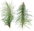 ragnaroc Air Plants - Colombian Tillandsia Funckiana, Large 5" - 2ct - Live Arrival Guaranteed - House Plants for Home Decor & Gift